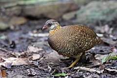 Scaly-breasted Partridge